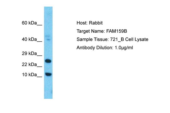 FAM159B Antibody in Western Blot (WB)