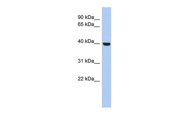 STOML3 Antibody in Western Blot (WB)