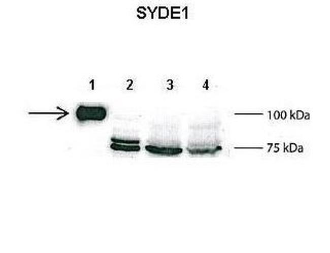 SYDE1 Antibody in Western Blot (WB)