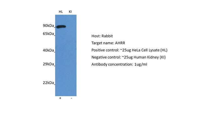 AHRR Antibody in Western Blot (WB)