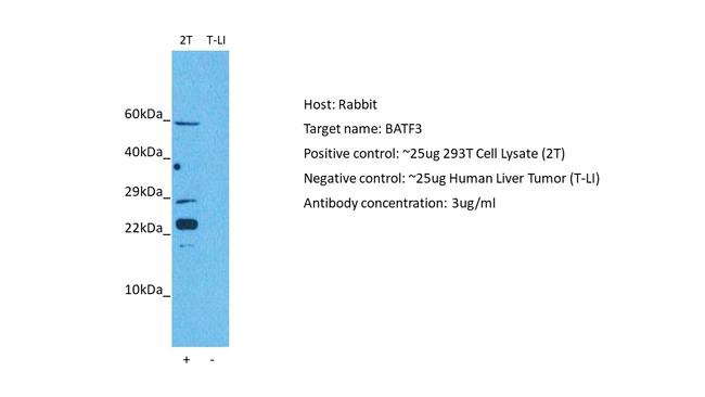 BATF3 Antibody in Western Blot (WB)