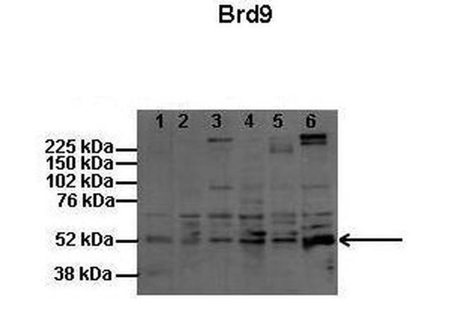 BRD9 Antibody in Western Blot (WB)