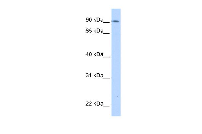TMEM24 Antibody in Western Blot (WB)