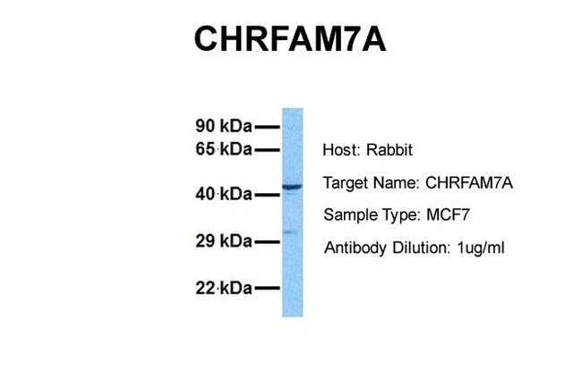 CHRFAM7A Antibody in Western Blot (WB)