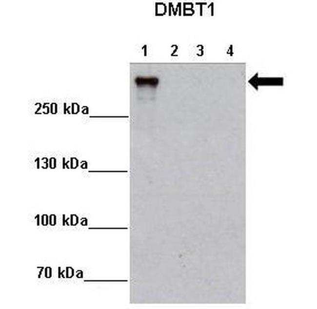 GP340 Antibody in Western Blot (WB)