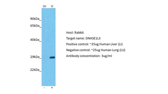 DNASE1L3 Antibody in Western Blot (WB)