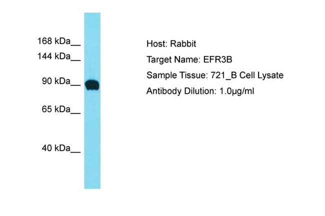 EFR3B Antibody in Western Blot (WB)