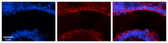 MICALL1 Antibody in Immunohistochemistry (Paraffin) (IHC (P))