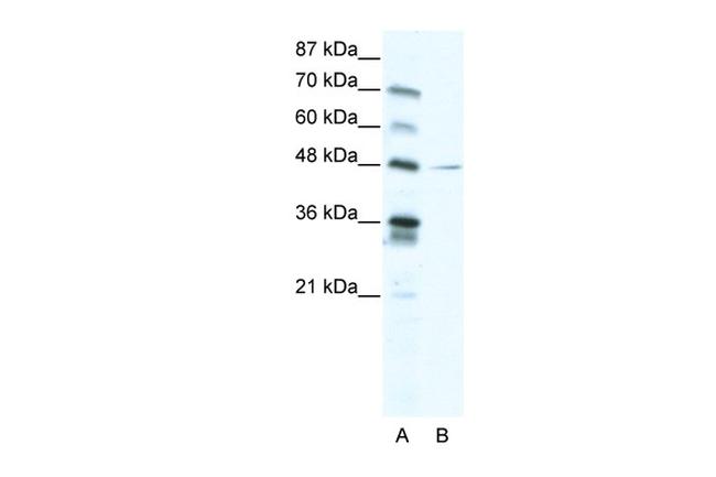NFIC Antibody in Western Blot (WB)