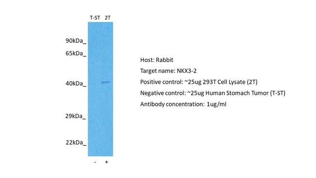 Nkx3.2 Antibody in Western Blot (WB)