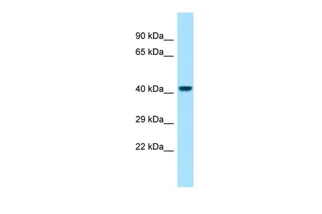 PGRP-1a Antibody in Western Blot (WB)