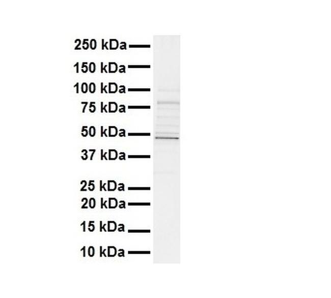 STAMBPL1 Antibody in Western Blot (WB)