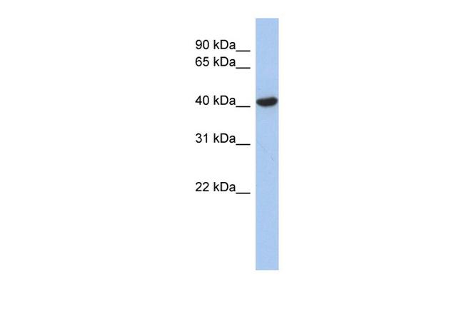 ZFYVE1 Antibody in Western Blot (WB)