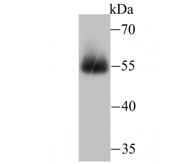 miRFP703 Antibody in Western Blot (WB)