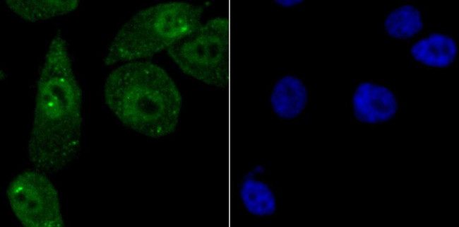 NEDD8 Antibody in Immunocytochemistry (ICC/IF)