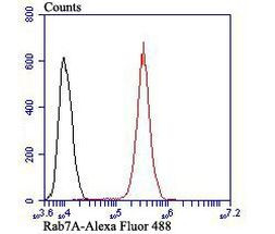 RAB7A Antibody in Flow Cytometry (Flow)