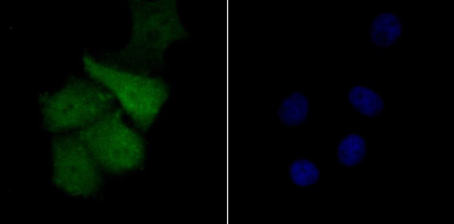 TLE6 Antibody in Immunocytochemistry (ICC/IF)
