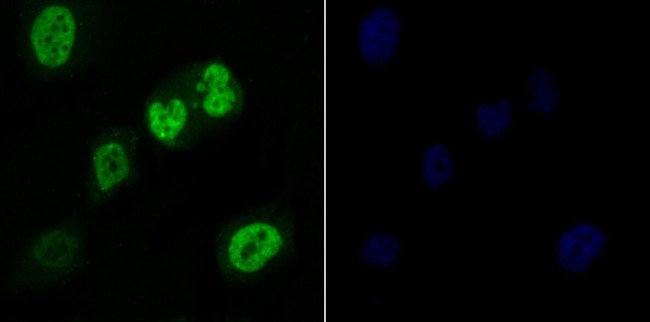 RAE1 Antibody in Immunocytochemistry (ICC/IF)