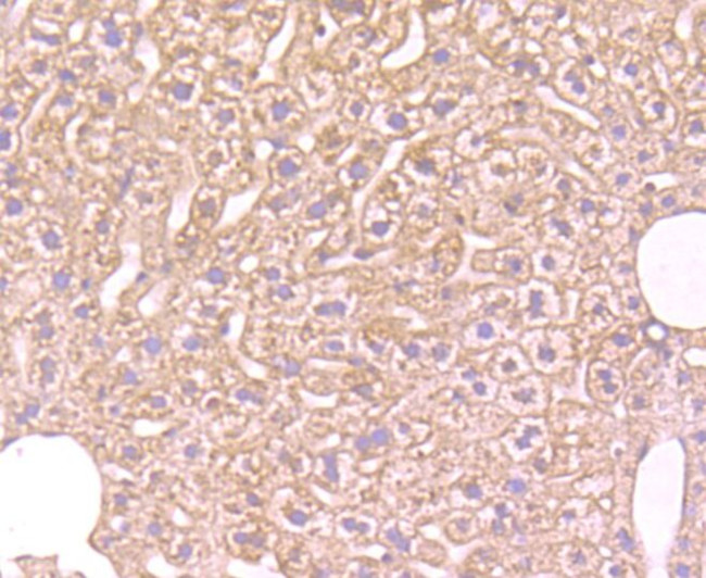 FBXL18 Antibody in Immunohistochemistry (Paraffin) (IHC (P))