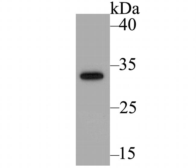 GFP Antibody in Western Blot (WB)