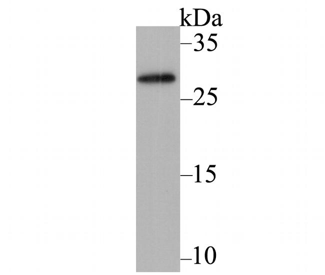 mAID Tag Antibody in Western Blot (WB)