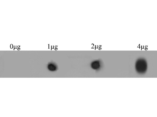 Ryanodine Receptor Antibody in Dot Blot (DB)