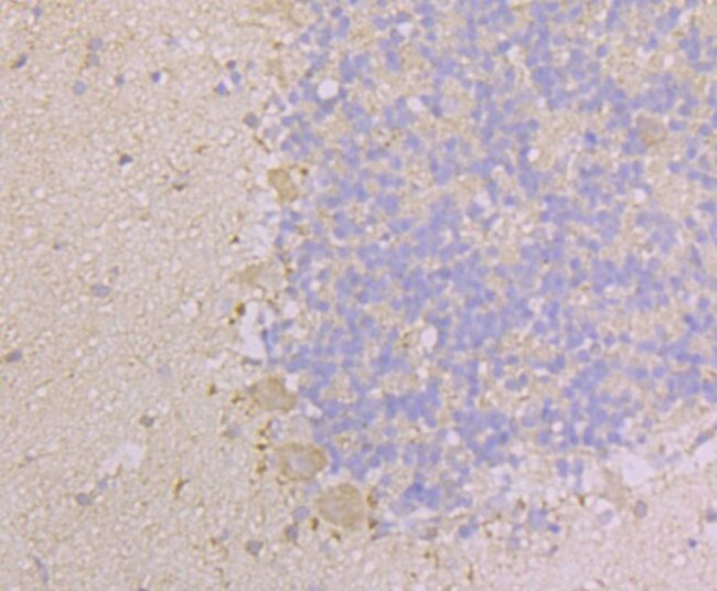 KIF3A Antibody in Immunohistochemistry (Paraffin) (IHC (P))