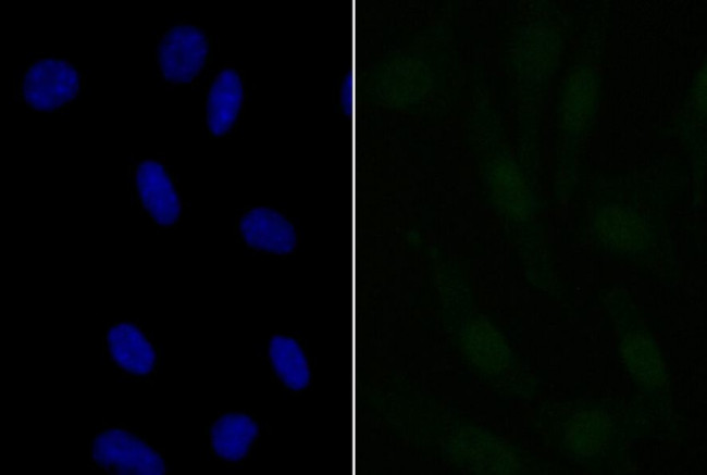 APR3 Antibody in Immunocytochemistry (ICC/IF)