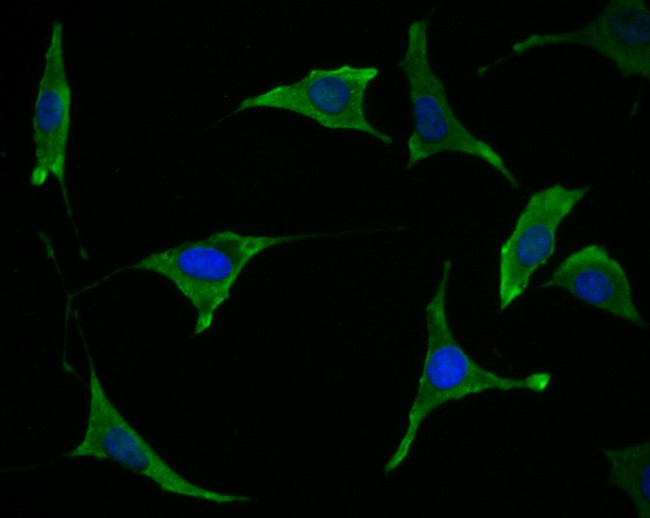 TMEM248 Antibody in Immunocytochemistry (ICC/IF)