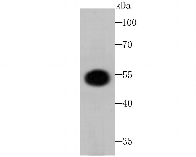 Fusion glycoprotein F0 Antibody in Western Blot (WB)