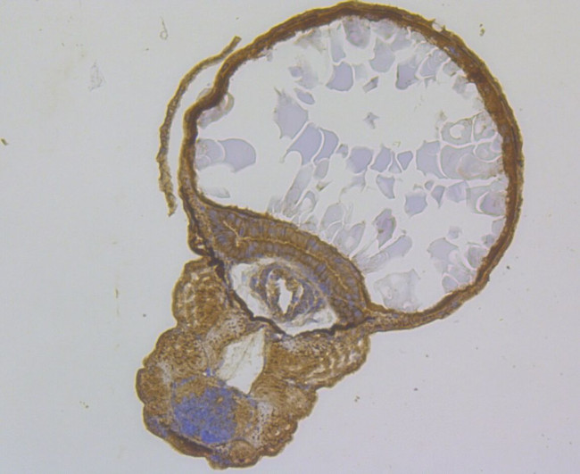 GTSF1 Antibody in Immunohistochemistry (Paraffin) (IHC (P))