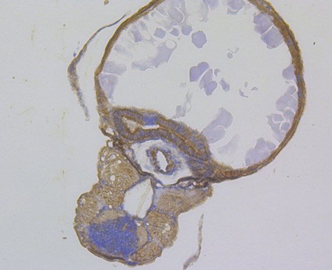 SEL1L Antibody in Immunohistochemistry (Paraffin) (IHC (P))