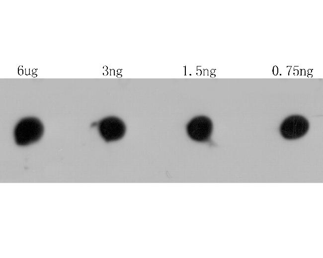 RyR3 Antibody in Dot Blot (DB)