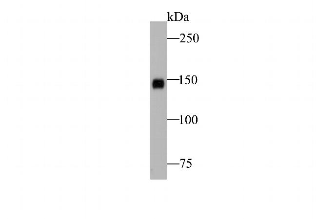 CD163 Antibody in Western Blot (WB)
