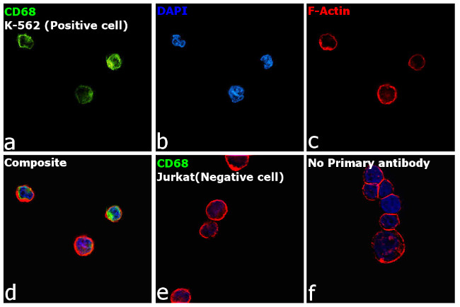 CD68 Antibody in Immunocytochemistry (ICC/IF)