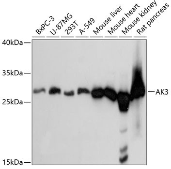 AK3 Antibody in Western Blot (WB)