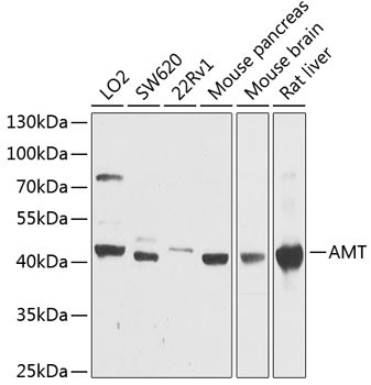 AMT Antibody in Western Blot (WB)