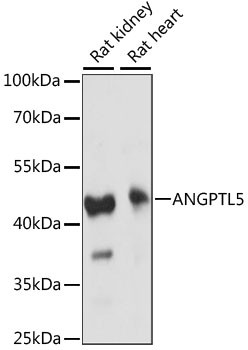 ANGPTL5 Antibody in Western Blot (WB)