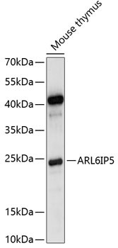 JWA Antibody in Western Blot (WB)