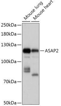 ASAP2 Antibody in Western Blot (WB)
