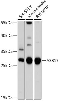 ASB17 Antibody in Western Blot (WB)