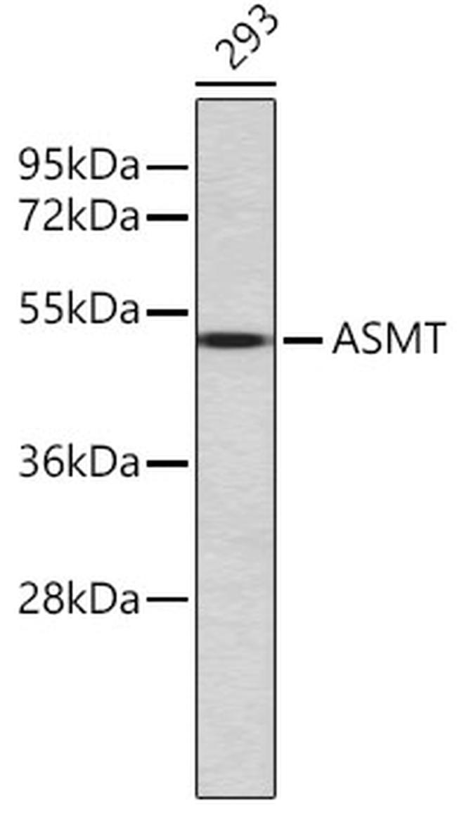 ASMT Antibody in Western Blot (WB)