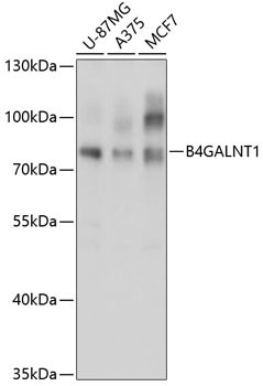 B4GALNT1 Antibody in Western Blot (WB)