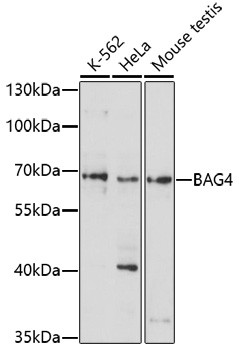 BAG4 Antibody in Western Blot (WB)