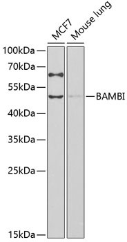 BAMBI Antibody in Western Blot (WB)