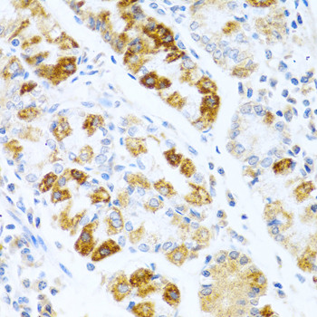 BMP3 Antibody in Immunohistochemistry (Paraffin) (IHC (P))