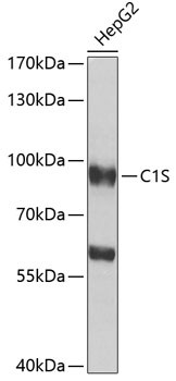C1S Antibody in Western Blot (WB)