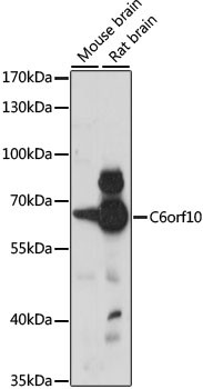 C6orf10 Antibody in Western Blot (WB)