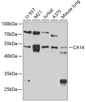 CA14 Antibody in Western Blot (WB)