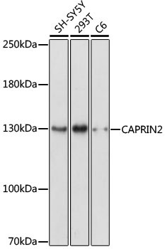 CAPRIN2 Antibody in Western Blot (WB)